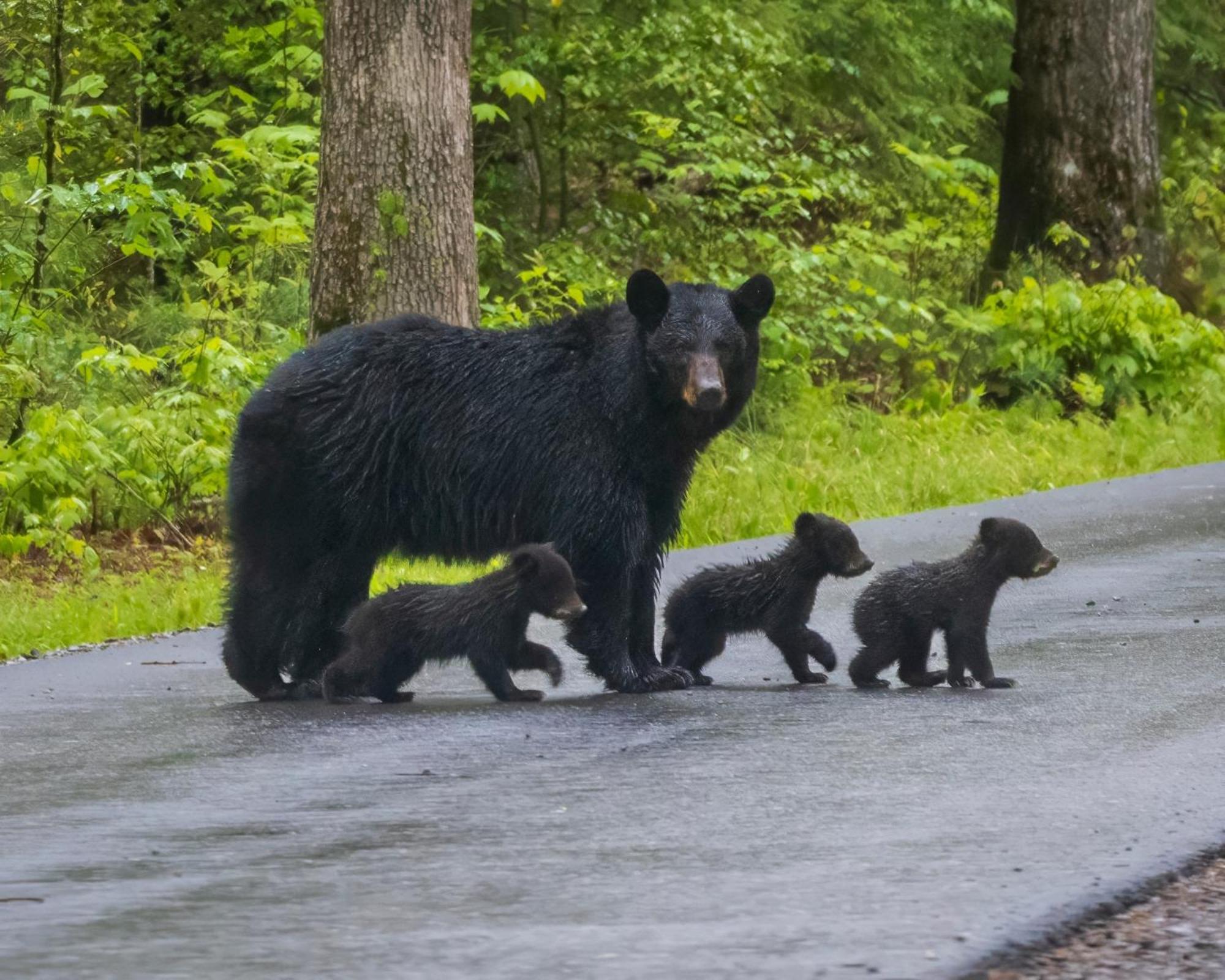 Maple Trails, Wifi, 1089 Free Tickets Each Paid Day, Dollywood And More Gatlinburg Exteriör bild
